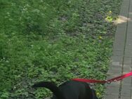Freundliche Labrador-Mix Hündin (1,5 Jahre) sucht liebevolles Zuhause - Wuppertal
