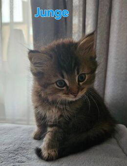 BKH- Mix Kitten abzugeben - Detmold
