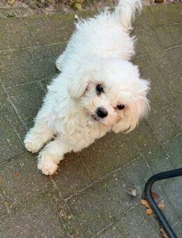 Malteser bichon Hündin - Spelle