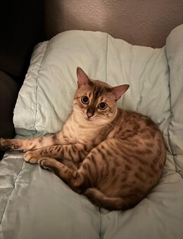 seltener Snow Lynx Bengal abzugeben - Berlin