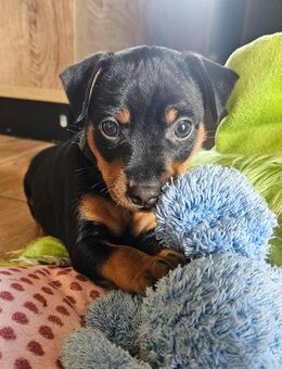 Zwergpinscherwelpen (reinrassig) - Lucka