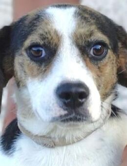 BESSIE sucht Zuhause - Gefrees
