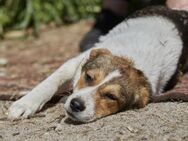 Irmgard❤️sucht Körbchen fürs Leben - Rott (Inn)