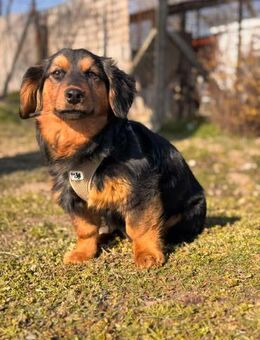 Tilo sucht ein liebevolles Zuhause - Berlin