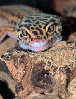 Leopardgecko weibchen - Wildberg (Mecklenburg-Vorpommern)