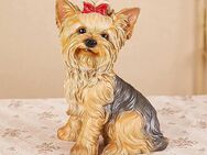 Yorkshire Terrier - Oberhausen