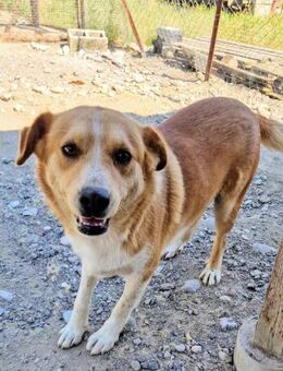 Stratos hatte noch nie ein Zuhause! - Oberhausen