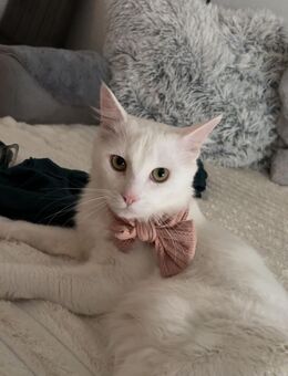 Katze zu verkaufen wegen Allergie - Blankenburg (Harz) Hüttenrode