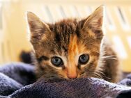 Kitten suchen neues Zuhause! - Perl