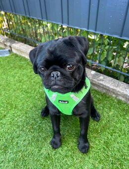 Mops 6 monate - Garbsen