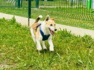 🌸 BIA Zarte Hundeseele sucht ihr Kusc - Kassel