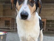 Dino 💗 aufgeweckter, lieber Traumhund - Hamburg