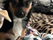 Chihuahua welpe 21 Wochen - Hamm