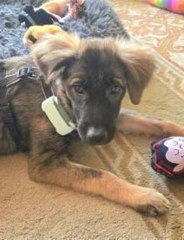 Roslyn - wartet in 32657 Lemgo - Oberwies