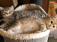 Reinrassige BKH Kitten - Michelstadt