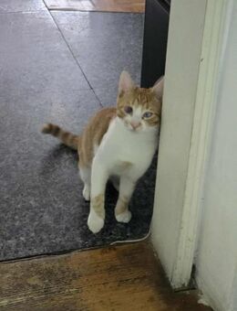 HARRY braucht sicheres Zuhause ♥️ - München