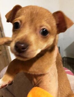 Wendy kleiner Zwerg sucht ein Zuhause - Laatzen