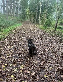 🐾 Schäferhund–Cane Corso Mix sucht erfahrenes Zuhause (ohne Kinder) - Mönchengladbach