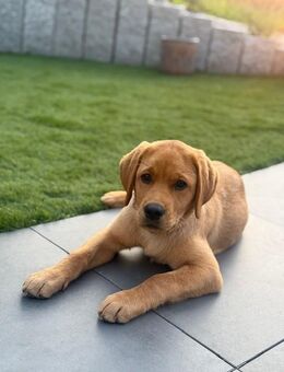 Beige/brauner Labrador Junghund zu verkaufen - Küssaberg