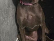 Hundebaby sucht ein schönes Zuhause - Berlin