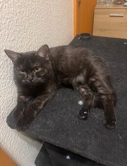 Mimi Bkh mix Katze in liebevolle Hände abzugeben - Reutlingen