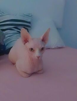 sphynx Kater sucht schönes Zuhause - Dortmund