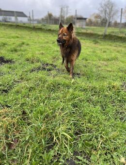 Tiefbauexperte Odin - Süderdorf