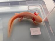 Zwei Weißalbino-Axolotl in gute Hände abzugeben. - Freudenburg
