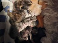 XXL Mainecoon kitten - Rheine