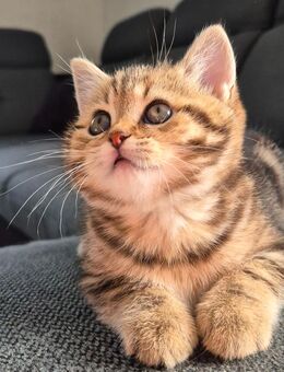 BKH Süße Kitten - Hörstel