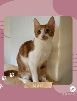 Kätzchen Alani sucht Dich zum kuscheln - Lalendorf