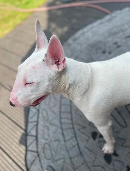 Miniatur Bull terrier VdH & Stammbaum - Düsseldorf