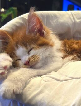 Bezaubernder Maine Coon Kater / Kitten Red Tabby White - Sandstedt