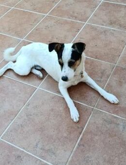 Boby ging bei einem Ausflug verloren - Wöllstadt