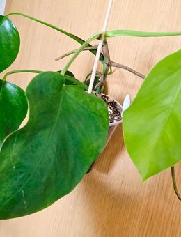 Monstera deliciosa Steckling - Kirchhain