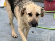 🐾 Lieber Rüde Galby sucht dich! 🐾 - Eislingen (Fils)