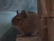 2 Degus Degu Mädchen 2 Jahre alt - Neustadt (Sachsen) Hohwald