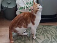 Kater Balu - Bautzen