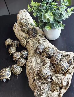 Griechische Landschildkröte NZ 2025 THB Testudo hermanni boettgeri - Thierstein