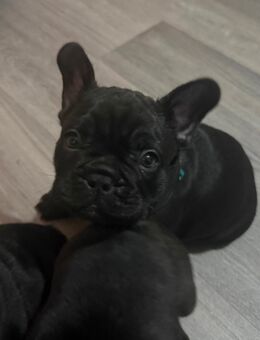 Ich biete wunderschöne Französische Bulldogge - Troisdorf Zentrum