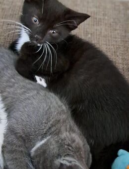 🐈‍⬛🐈EKH Mix Kitten 🐈🐈‍⬛ - Ratekau