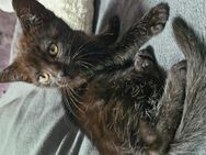 Bkh mit Siam mix Kater - Kirchen (Sieg)