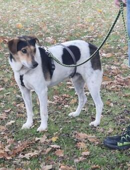 Pepper - sanfter Rüde sucht sein Glück! - Köln