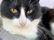 Freundlicher, anhänglicher Kater Maximo - Karlsruhe