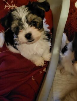 Morkie -Welpen abzugeben - Stetten (Rheinland-Pfalz)