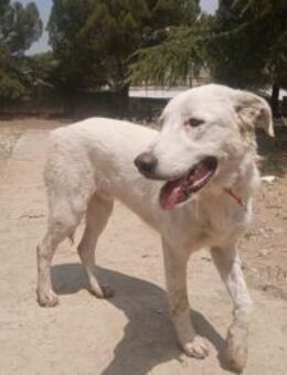 ROMAO - lieber, neugieriger Junghund - Aerzen