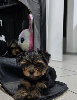 Zauberhafte Yorkshire Terrier Welpen suchen ein liebevolles Zuhause! - Mönchengladbach Zentrum