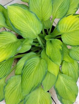 Pflanzen Garten-Pflanzen XXL Funkien Hosta Blüte Lila winterhart Lindau Bodensee - Lindau (Bodensee)