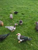 Hühner und Flugenten in 46509