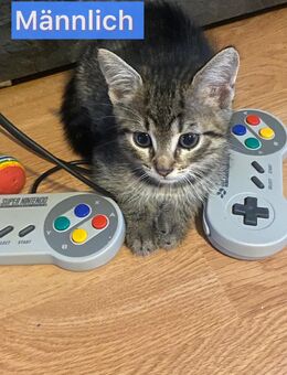 Liebevolles BabyKatzen/ Kitten - Balingen